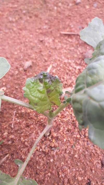 Thrips - Cabbage