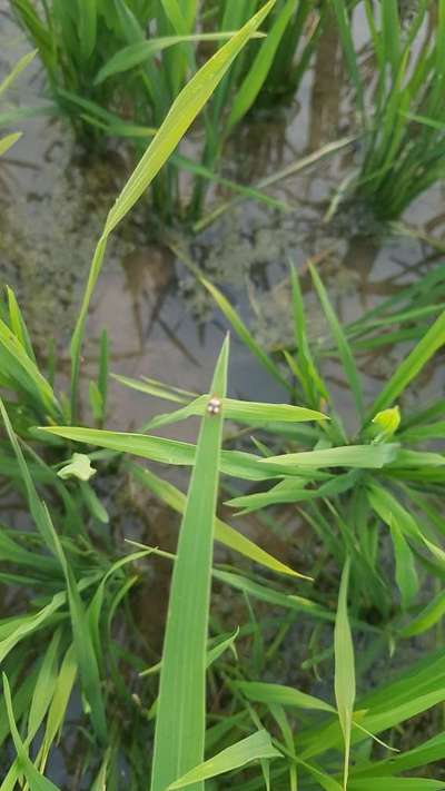 Bean Leaf Beetle - Rice