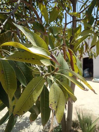 Potassium Deficiency - Mango