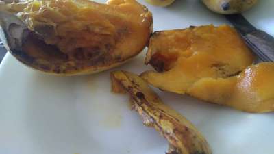 Mango Fruit Borer - Mango