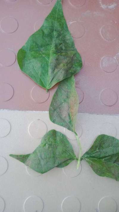 Powdery Mildew - Bean