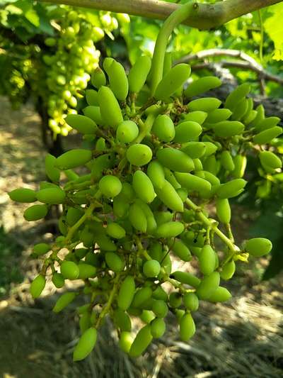 Anthracnose of Grape - Grape