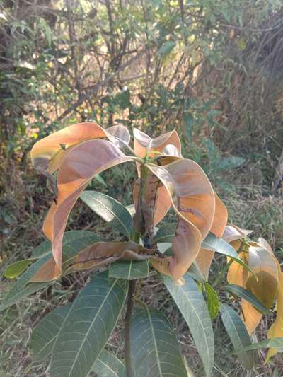 स्फुरदची कमतरता - आंबा