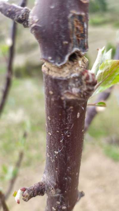 Fruit Tree Bark Beetle - Apple