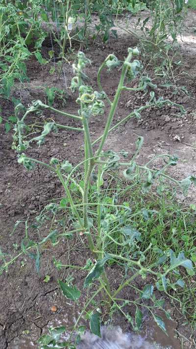 Leaf Curl in Tomato - Tomato