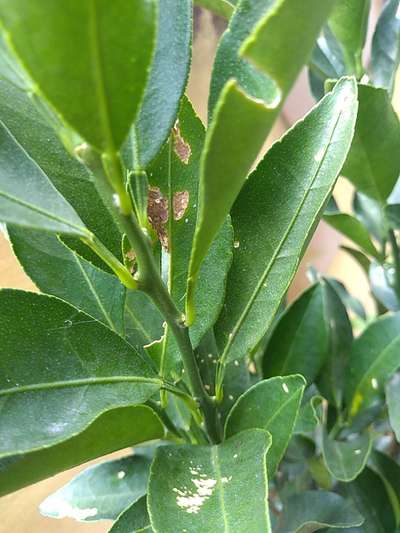 Larva minadora das folhas dos citros - Citros