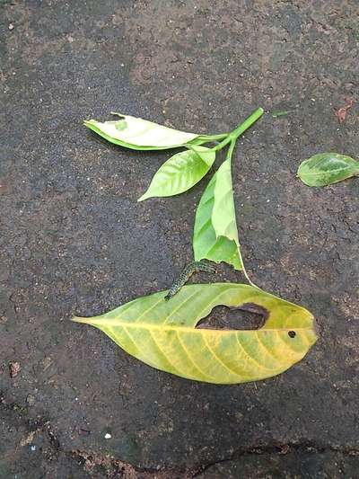 Tobacco Caterpillar - Capsicum & Chilli