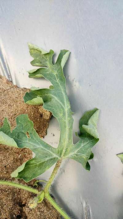 Gummy Stem Blight of Cucurbits - Melon