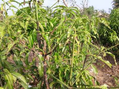 மாம்பழ நுனி கருகல் நோய் - மாங்கனி