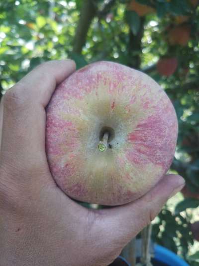 Powdery Mildew - Apple