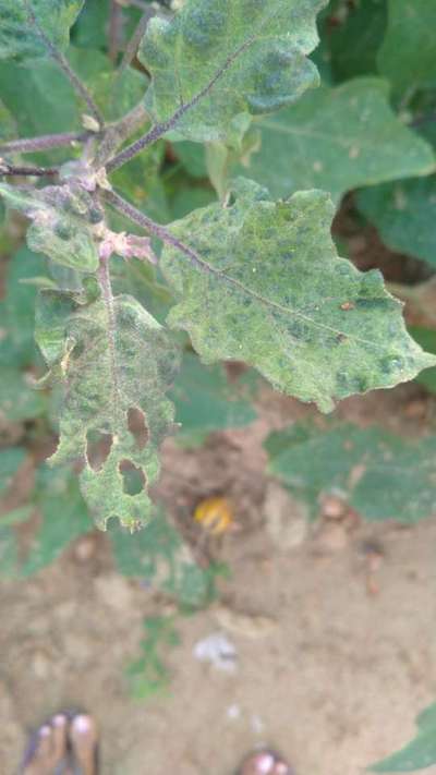 Fall Armyworm - Brinjal