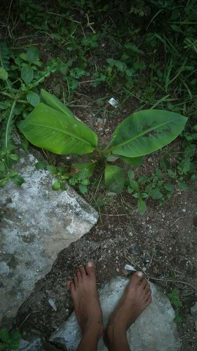 तम्बाकू की इल्ली - केला