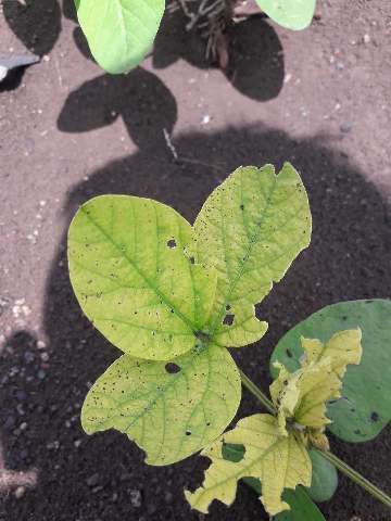 Iron Deficiency - Soybean