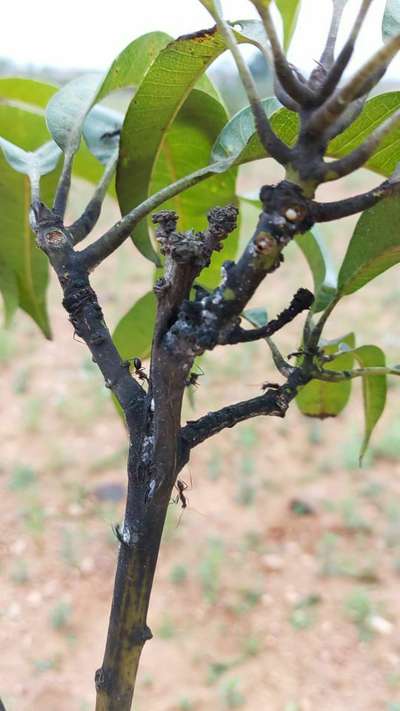 పిండి నల్లి - మామిడి