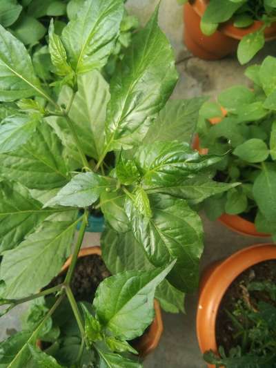 Spider Mites - Capsicum & Chilli