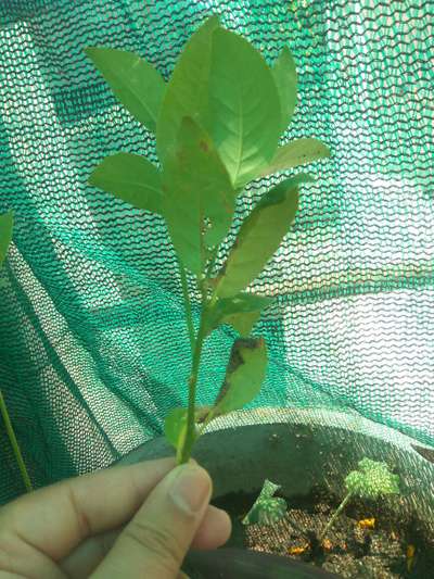 Citrus Leaf Miner - Citrus