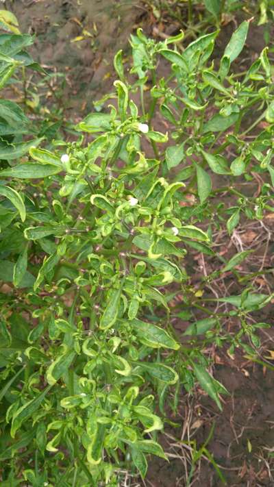 Chilli Thrips - Capsicum & Chilli