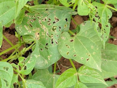 Flea Beetles - Bean