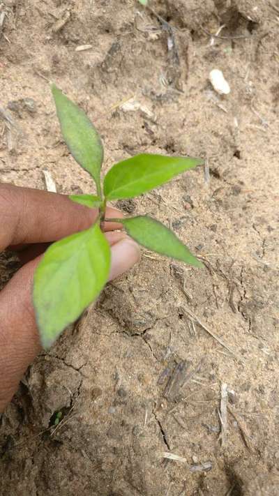 Phosphorus Deficiency - Capsicum & Chilli