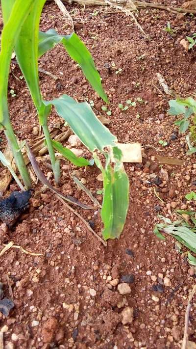 Spotted Stemborer - Maize