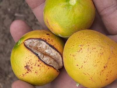 Fruit Cracking - Citrus