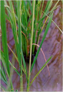 Asian Rice Gall Midge - Rice