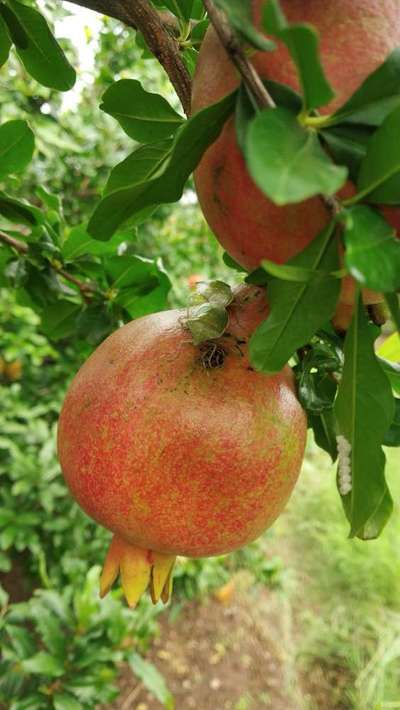 Thrips - Pomegranate