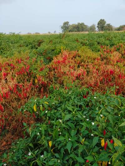 Fusarium Wilt - Capsicum & Chilli