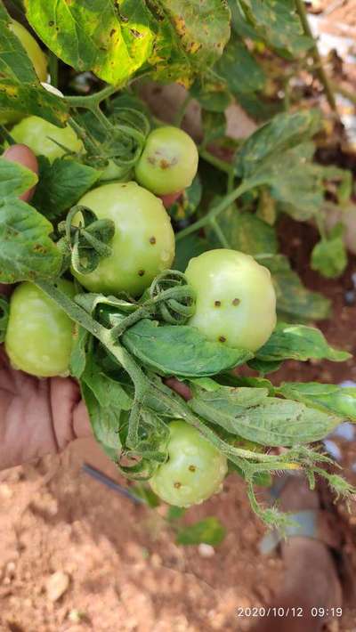 Early Blight - Tomato