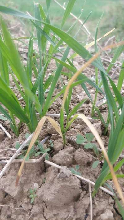 Nitrogen Deficiency - Wheat