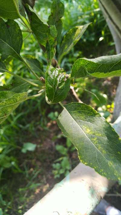 Apple Mosaic Virus - Apple