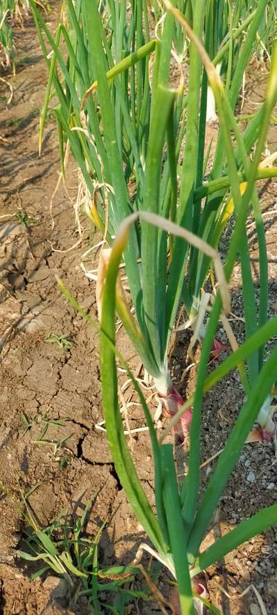 బొట్రేటిస్ ఆకు ఎండు తెగులు - ఉల్లిపాయ