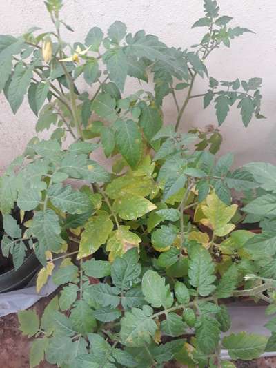 Powdery Mildew - Tomato