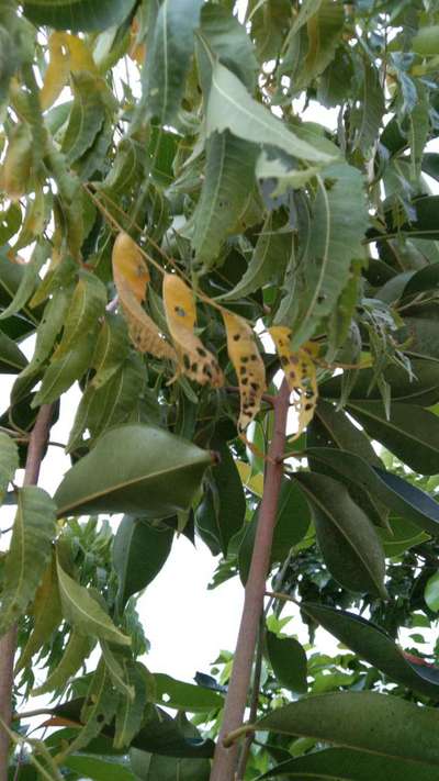 Flea Beetles - Mango