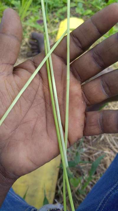 Asian Rice Gall Midge - Rice