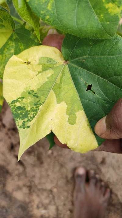 Leaf Variegation - Cotton