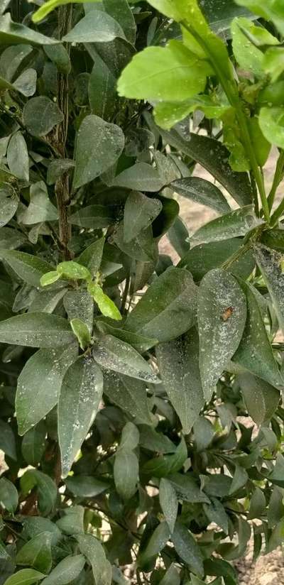 Woolly Aphid - Citrus