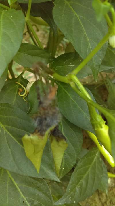 Verticillium Wilt - Capsicum & Chilli