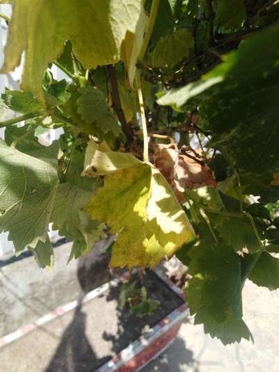 Powdery Mildew of Grape - Grape