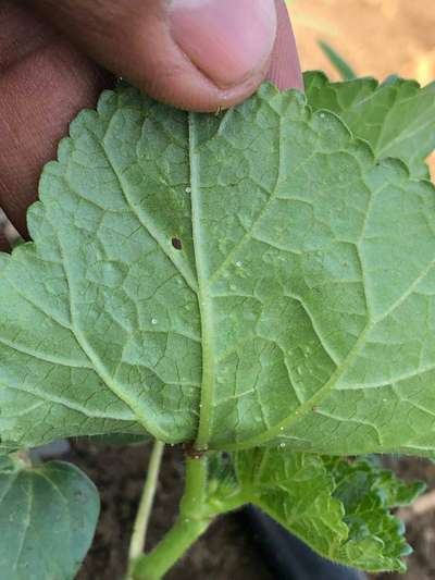 Aphids - Okra