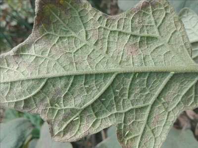 Leafhoppers and Jassids - Brinjal