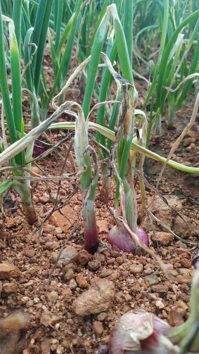 Purple Blotch of Onion - Onion