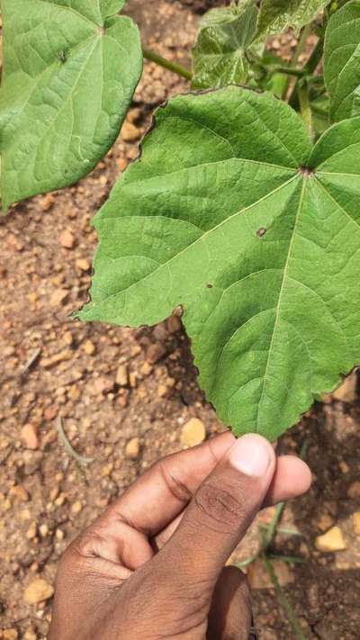 Potassium Deficiency - Cotton