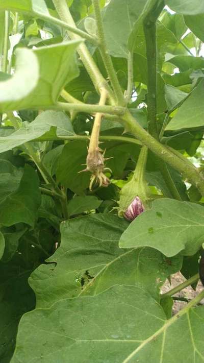 Botrytis Blight - Brinjal