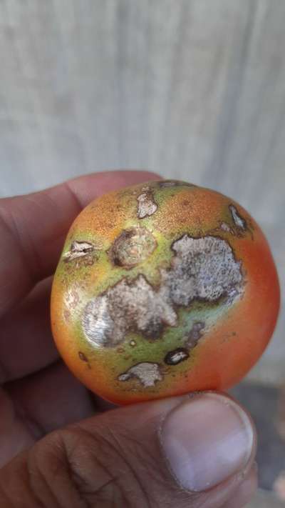 Bright Line Brown Eye - Tomato