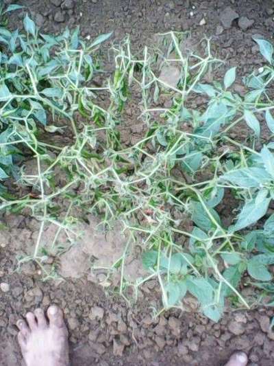 Bacterial Wilt - Capsicum & Chilli