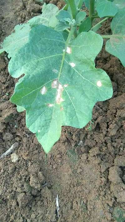 Cercospora Leaf Spot of Eggplant - Brinjal