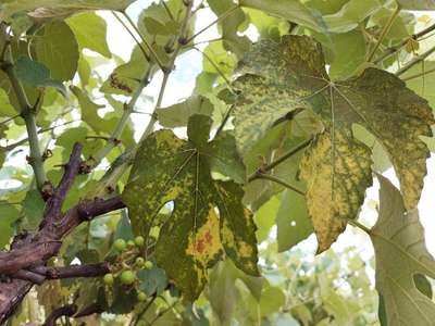 Queima por Fertilizantes ou Pesticidas - Uva