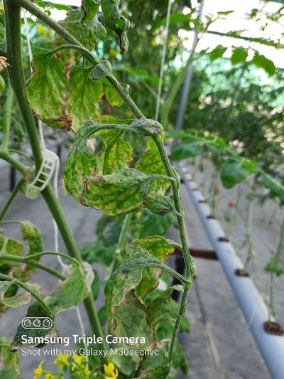 Tobacco Mosaic Virus - Tomato