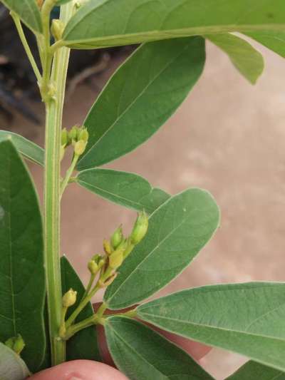 Red Hairy Caterpillar - Pigeon Pea & Red Gram